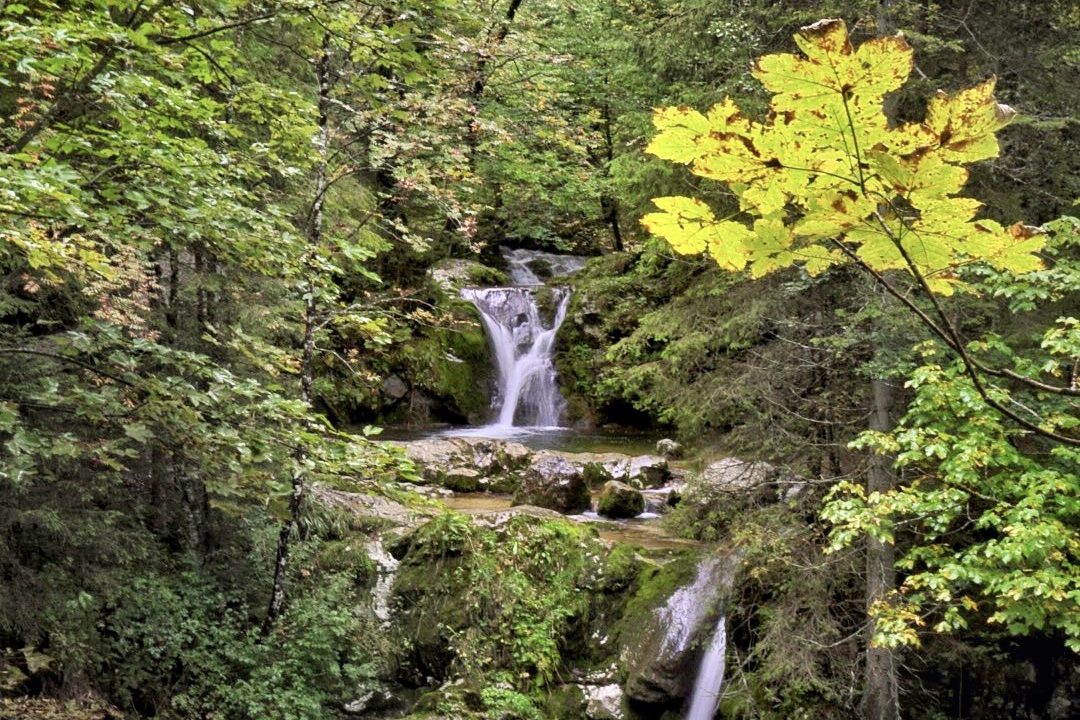 Vattenfall i grön skog